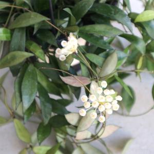 おしゃれ 観葉植物：ホヤ シェパーディ*吊り鉢 5号 : 遊恵盆栽 Yahoo