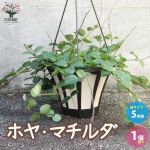 観葉植物：モンステラ エスケレート*5号 吊り鉢 Monstera esqueleto