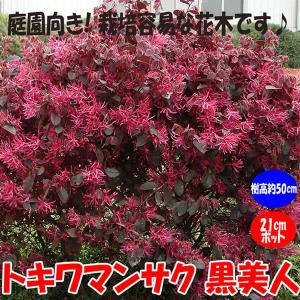 トキワマンサク 黒美人 庭園向き花木苗 21c...の詳細画像4