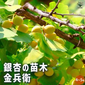 現品　クロガネモチ　特大苗　2.2mほど　山採り クロガネモチ 苗木 販売 トオヤマグリーン
