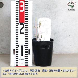 クレマチス 白磁(はくじ)【花苗 3.5号ロン...の詳細画像2