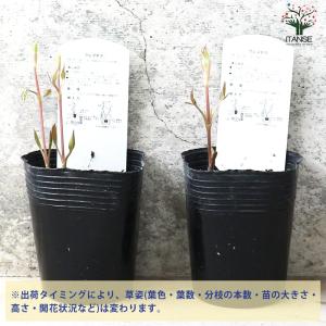 クレマチス 白磁(はくじ)【花苗 3.5号ロン...の詳細画像3