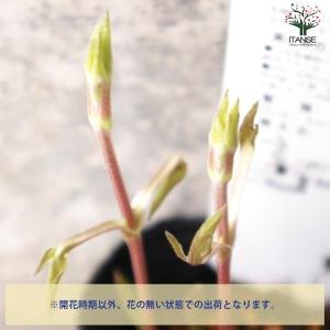 クレマチス 白磁(はくじ)【花苗 3.5号ロン...の詳細画像4