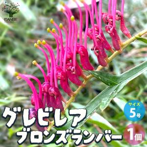 グレビレア ゴールデンユーロ 7号ポット大苗 : 苗木部 花ひろば