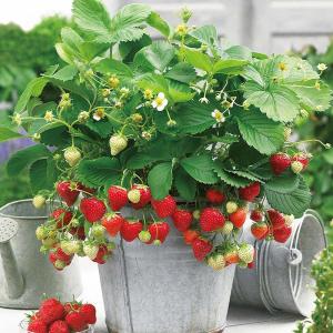 すずなりいちご 大苗【野菜苗 18cmポット／1個】
