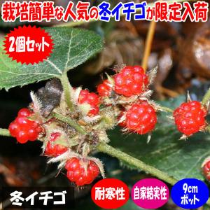 日本花キ流通 ジャボチカバ 苗 12cmポット 送料無料 珍しい 四季成り