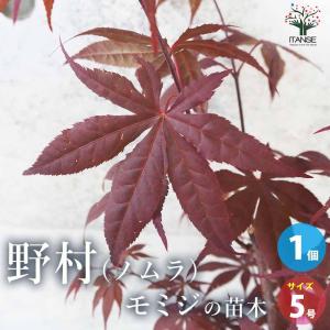 モミジ(カエデ)の苗木 品種：野村(ノムラ)【庭木 5号鉢 接木苗／1個売り】