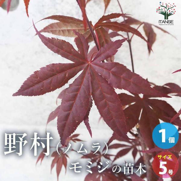 モミジ(カエデ)の苗木 品種：野村(ノムラ)【庭木 5号鉢 接木苗／1個売り】