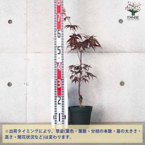 モミジ(カエデ)の苗木 品種:野村(ノムラ)【...の詳細画像2