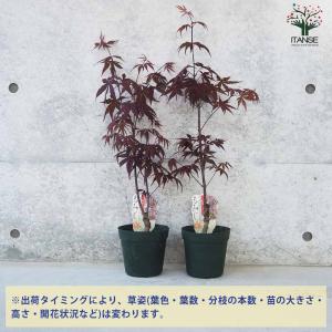 モミジ(カエデ)の苗木 品種:野村(ノムラ)【...の詳細画像3