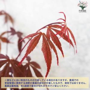 モミジ(カエデ)の苗木 品種:野村(ノムラ)【...の詳細画像4