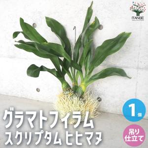 ITANSE グラマトフィラム スクリプタム ヒヒマヌ 吊り仕立て 花苗 1個