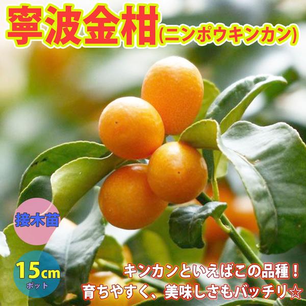 ”寧波金柑(ニンポウキンカン)の苗木”15cmポット接木苗 樹高約50cm 1本売り(ポット苗なので...