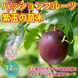 くるみの木の苗 鬼胡桃 （オニグルミ） 3年生実生大苗 : 苗木部 花