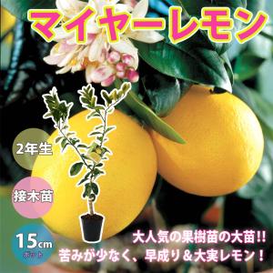 早成り大実レモンの苗木 樹高:約60cm1本(...の詳細画像1