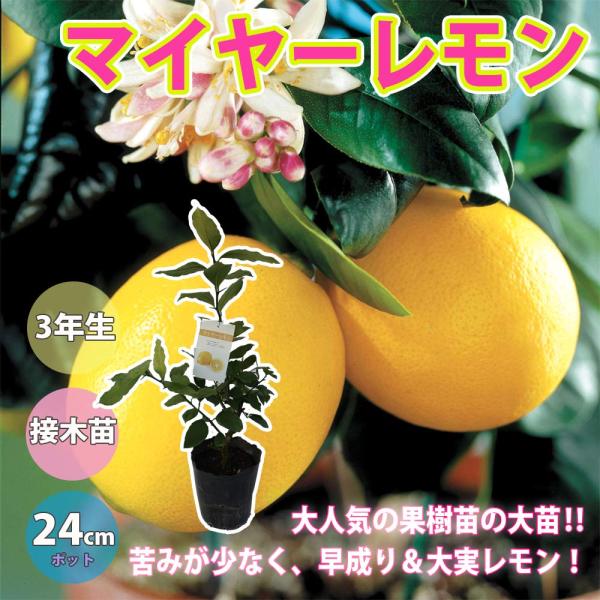 早成り大実レモンの苗木 樹高:約80cm1本(育てやすく寒さに強いマイヤーレモン)【24cmポット／...