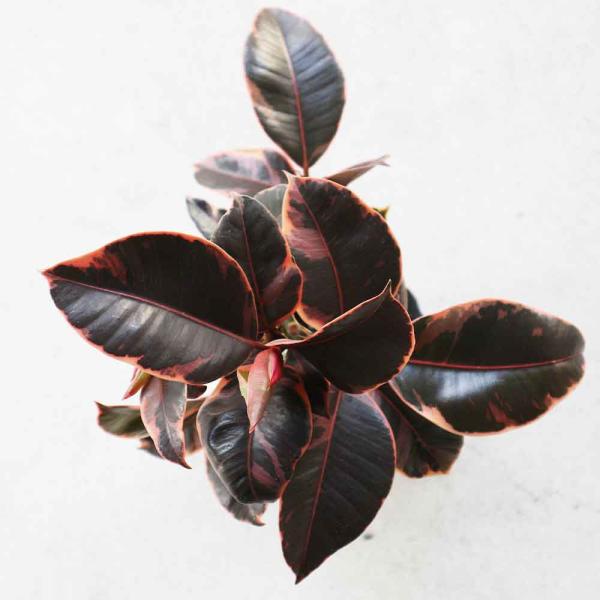 フィカス ルビー 曲がり仕立て【観葉植物 4号／1個売り】