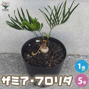 【現品】ザミア・プミラ（メキシコソテツ）　6号　黒鉢　（2） 現品】ザミア・プミラ（メキシコソテツ） 6号 黒鉢 （2） 現品】ザミア