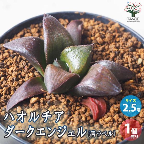ハオルチア (青) ダークエンジェル【多肉植物 2.5号鉢／1個売り】