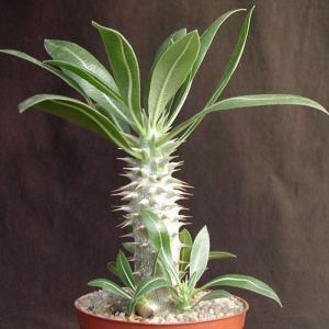 ITANSE パキポディウム ラメリー 多肉植物 8号鉢/1個売り 塊根植物