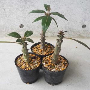 観葉植物 パキポディウム ウィンゾリー（実生） 4号鉢植え23-04 : 園芸