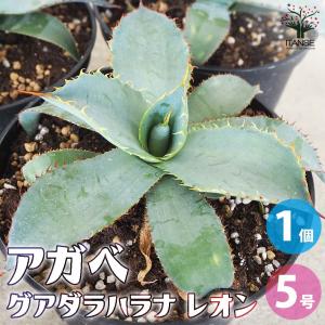 大型 多肉植物 アガベ フランゾシニー 8号鉢 高さ約70cm Agave