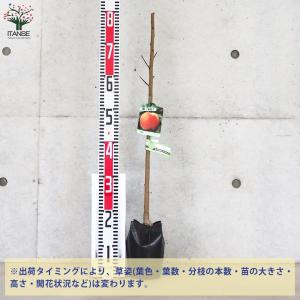 桃の苗木 ひめこなつ【果樹の苗木 4〜5号ポッ...の詳細画像2