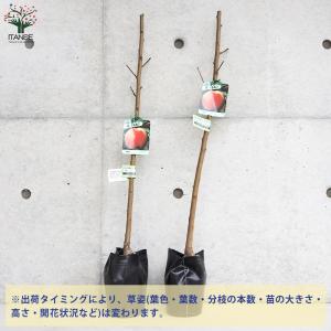 桃の苗木 ひめこなつ【果樹の苗木 4〜5号ポッ...の詳細画像3