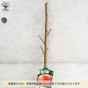 桃の苗木 ひめこなつ【果樹の苗木 4〜5号ポッ...の詳細画像4