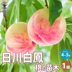 ITANSE 桃の苗木 白桃 果樹の苗木 4〜5号ポット/1個売り モモ苗 モモの