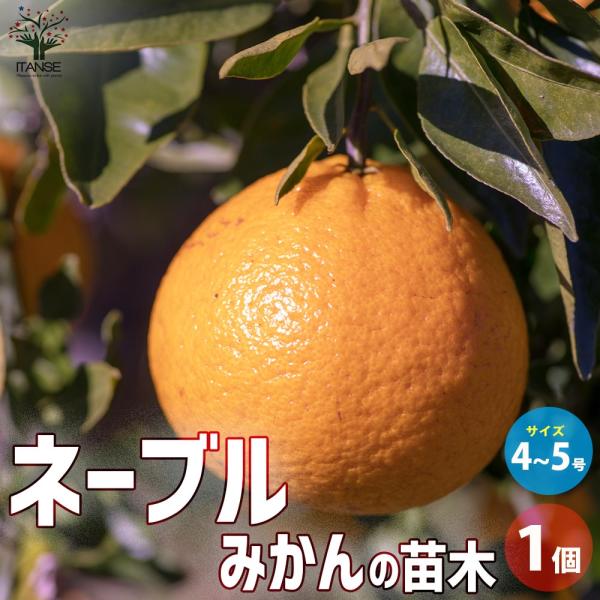 みかんの苗木 ネーブル【果樹の苗木 4〜5号ポット／1個売り】