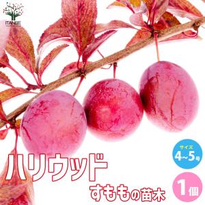 スモモの苗木 ハリウッド【果樹の苗木 4〜5号ポット／1個売り】