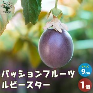 パッションフルーツ イエロー 5号 ポット大苗 : 苗木部 花ひろば