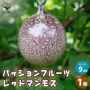 最終出品★美味しいパッションフルーツ5苗(ポット入り) パッションフルーツ イエロー 5号 ポット大苗 : 苗木部 花ひろば
