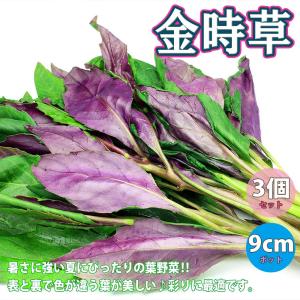 金時草 種 花 ガーデニング の商品一覧 通販 Yahoo ショッピング