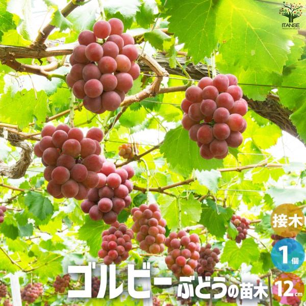 ぶどうの苗 品種：ゴルビー(悟紅玉・ごこうぎょく)【果樹の苗 12cmポット 1年生 接木苗／1個売...