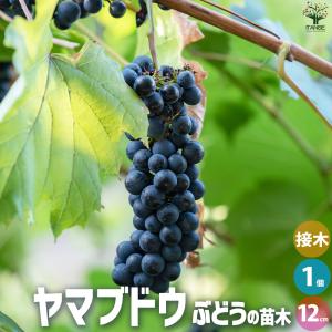 ITANSE ぶどうの苗 品種：ヤマブドウ(メス) 果樹の苗 12cmポット 1年生