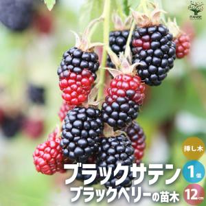 ミラクルフルーツ 苗木 花芽付き 8号鉢 大株 : フラワーハウス・シモン