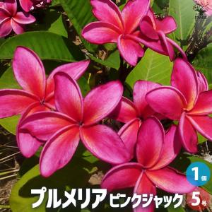 プレミアム プルメリア ラレードプリンセス Laredo Princess 4号鉢