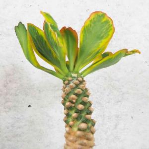塊根植物：アデニア ペチュエリー*幅15cm 現品！一品限り : 遊恵盆栽