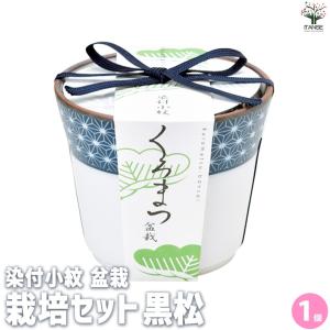 栽培セット 黒松 染付小紋陶器鉢【盆栽／1個売り】｜itempost