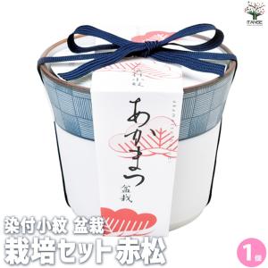 栽培セット 赤松 染付小紋陶器鉢【盆栽／1個売り】｜itempost