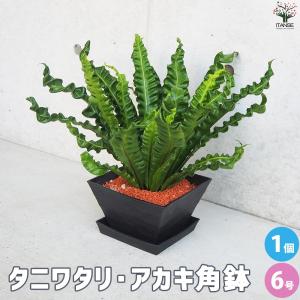 アスプレニウム ケンゾイ 釣り鉢 おしゃれ 希少 7号 迫力あります