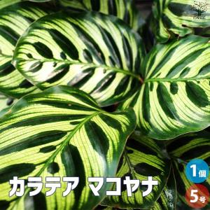 現品】チャメロプス・フミリス・ボルケーノ 7号 白プラスチック鉢（2