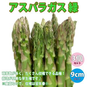 アスパラガス緑(品種:ウェルカム)実生苗【野菜 実生苗9cmポット／3個セット】｜shopooo by GMO