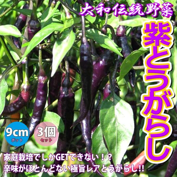 紫とうがらし(大和伝統野菜)【野菜 自根苗9cmポット／3個セット】