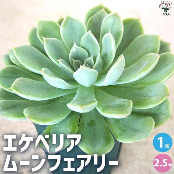 エケベリア ムーンフェアリー 【多肉植物 2.5号鉢／1個売り】