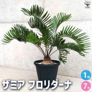 現品】ザミア・フロリダーナ 多頭株 10号 白鉢（1） : 花のアリマツ