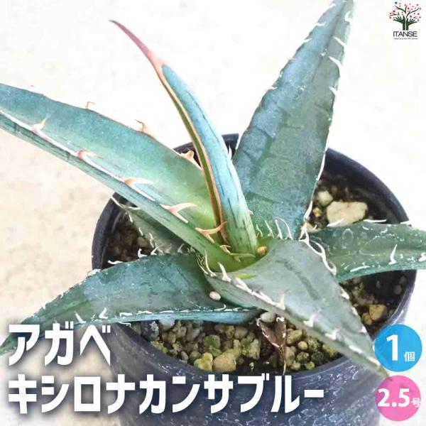 アガベ キシロナカンサブルー 【多肉植物 2.5号鉢／1個売り】