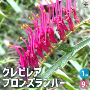 グレビレア ブロンズランバー 【庭木 9号ポッ...の詳細画像1